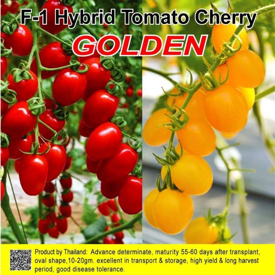 হাইব্রিড চেরি টমেটো - Golden ( লাল )