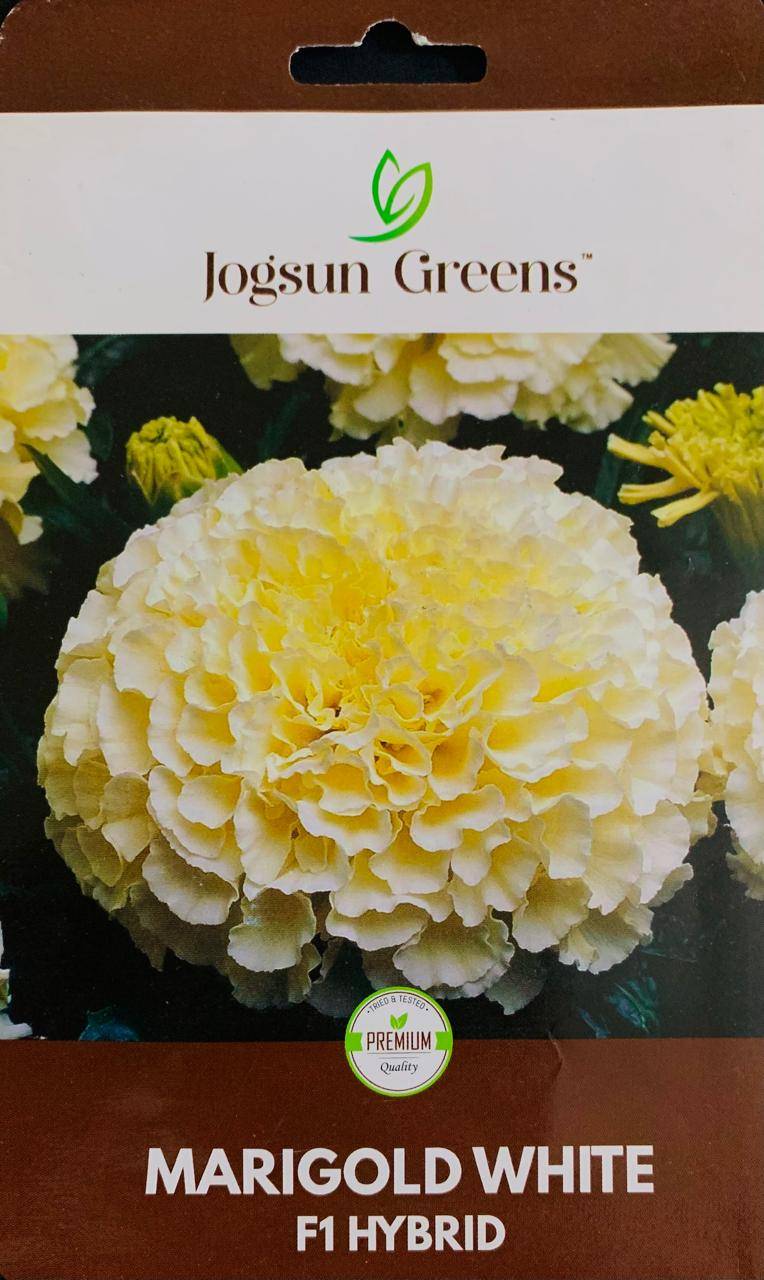 সাদা মেরি গোল্ড ফুল। White Marigold