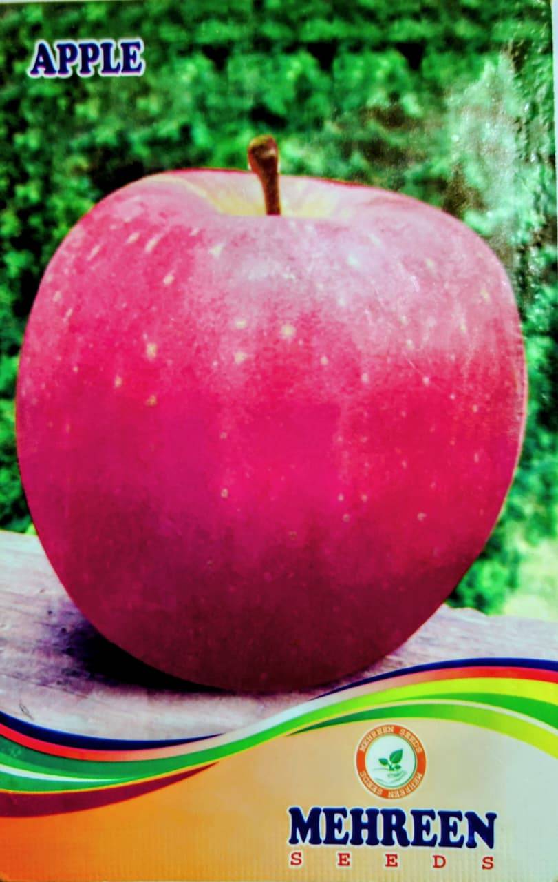 হাইব্রিড আপেল বীজ । Apple