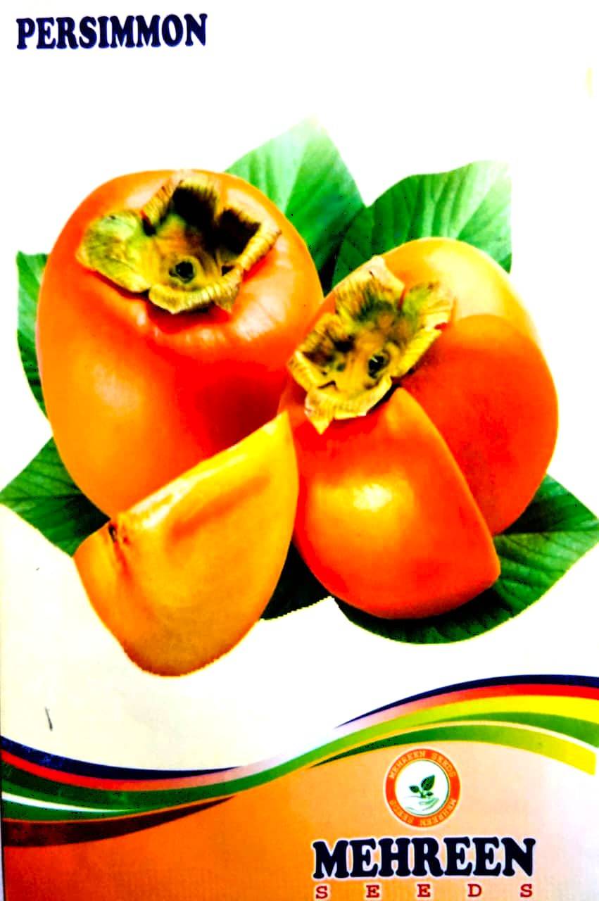 তেঁতুলি ফল বা পার্সিমন বীজ