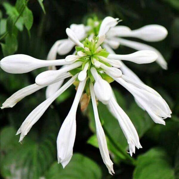 হোস্টা বীজ (Hosta Seeds) – ২০ পিস