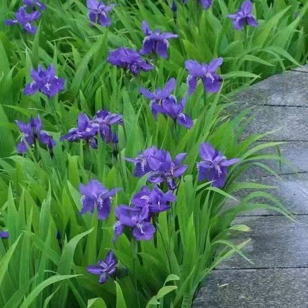 ব্লু ফ্লাওয়ার সোয়ালোটেল বীজ (Blue Flower Swallowtail Seeds) – প্রায় ১০০ পিস