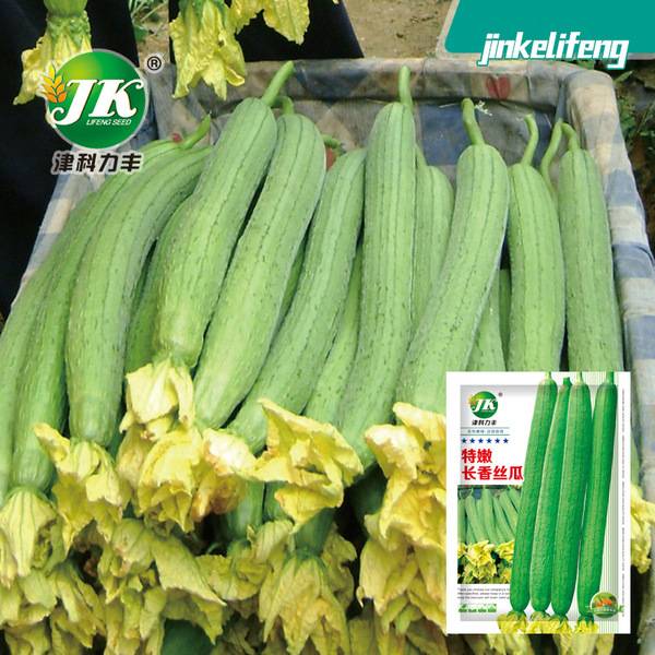 দীর্ঘ ফ্রেগ্রেন্ট ধুন্ধুল – প্রায় ৩০ বীজ | Long Fragrant Loofah