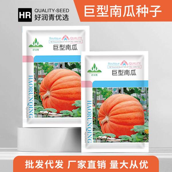 ৫ জায়ান্ট পাম্পকিন | 5 Giant Pumpkins