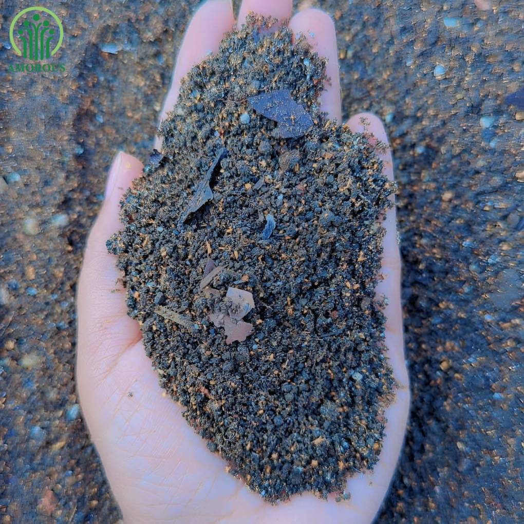 এলোকেশিয়া -কেজি ১৩০ টাকা